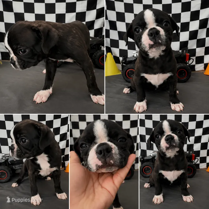 Adorable girl 04  – French Bulldog, Bugg puppy for sale in Moreno Valley, CA