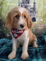 Bassetoddle girl 02 , a female Maltipoo and Basset Hound for sale in Moreno Valley, CA – 6 of 8