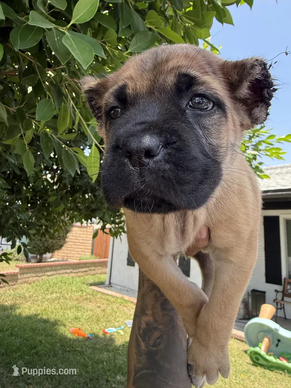 Cane corso gilr 01 – Cane Corso puppy for sale in Moreno Valley, CA