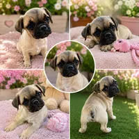 💕 Adorable Pug Boston Terrier Girl, a female Bugg for sale in Moreno Valley, CA – 1 of 2