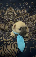     Frenchie Dachshund “French Bull Weenie” Boy, a male French Bulldog and Miniature Dachshund for sale in Moreno Valley, CA – 6 of 9