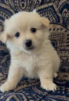 Pomchi boy 3 , a male Chihuahua and Pomeranian for sale in Moreno Valley, CA – 3 of 5