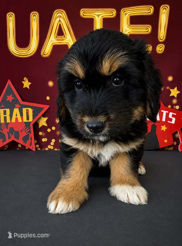 Bassetoddle boy 06  – Maltipoo, Basset Hound puppy for sale in Moreno Valley, CA