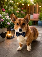  Corgi With Original Fox Tail, a male Pembroke Welsh Corgi for sale in Moreno Valley, CA – 1 of 1