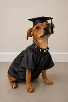 Micro Doberman Look, a male Doberman Pinscher for sale in Moreno Valley, CA – 1 of 3