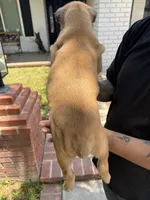 Cane corso gilr 01, a female Cane Corso for sale in Moreno Valley, CA – 3 of 3