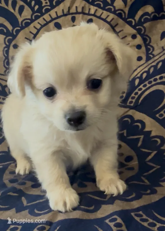 Pomchi girl  – Chihuahua, Pomeranian puppy for sale in Moreno Valley, CA