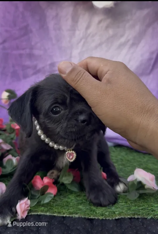 Tiny Rose  – Pugapoo puppy for sale in Moreno Valley, CA