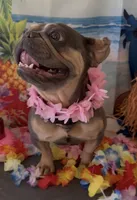 Girl frenchy 11 month , a female French Bulldog for sale in Moreno Valley, CA – 3 of 3