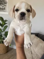     🐾 Teddy Bear Cream Boston Terrier × Pug Puppy 🧸❤️, a male Boston Terrier and Pug for sale in Moreno Valley, CA – 2 of 3