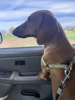    Frenchie Doxie Cutie Girl , a female French Bulldog and Miniature Dachshund for sale in Moreno Valley, CA – 6 of 7