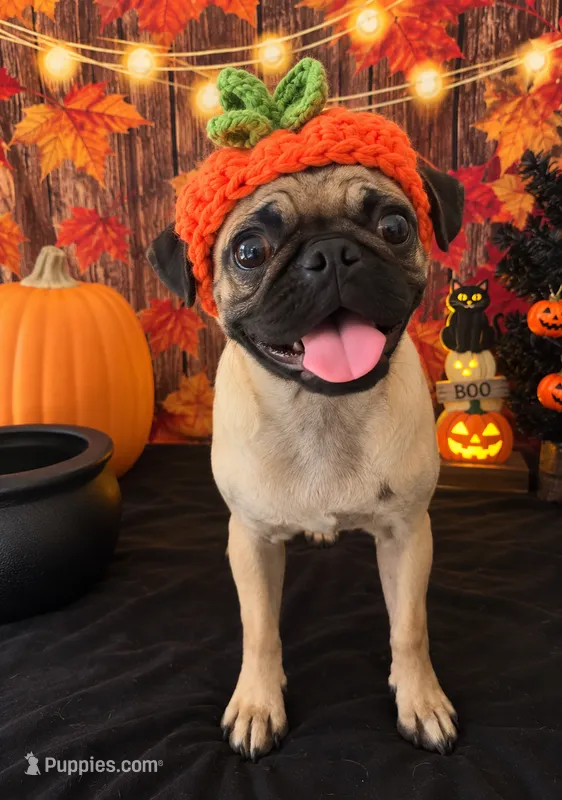 Valentine pug girl ❤️ – Pug puppy for sale in Moreno Valley, CA