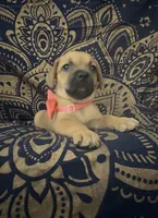     Frenchie Doxie Cutie Girl , a female French Bulldog and Miniature Dachshund for sale in Moreno Valley, CA – 5 of 7