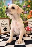 Cream Boston Terrier × Pug Puppy, a male Boston Terrier and Pug for sale in Moreno Valley, CA – 1 of 2