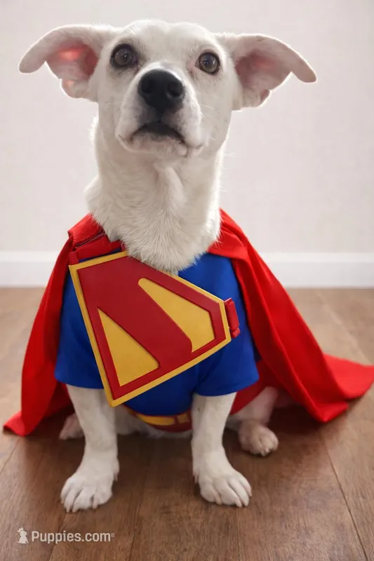 Krypto – Bichon Frise, Chihuahua puppy for sale in Moreno Valley, CA