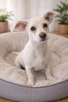 Snowy , a male Bichon Frise and Chihuahua for sale in Moreno Valley, CA – Photo 1 of 3