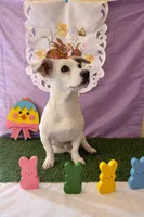 Krypto, a male Bichon Frise and Chihuahua for sale in Moreno Valley, CA – Photo 2 of 3