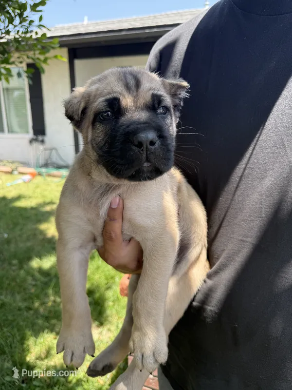 Cane corso boy 05 – Cane Corso puppy for sale in Moreno Valley, CA
