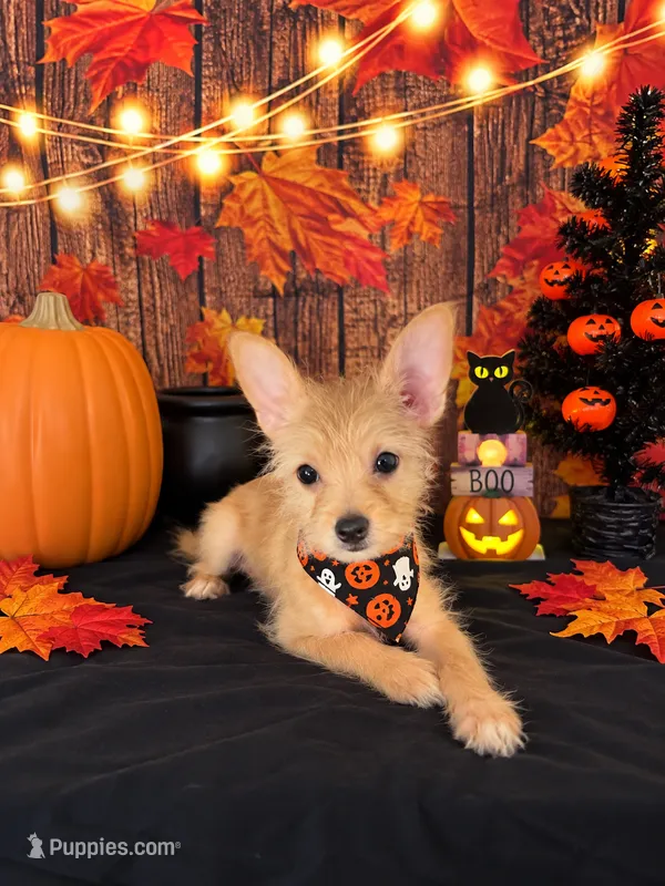 Chorkie girl 01 – Chihuahua, Yorkshire Terrier puppy for sale in Moreno Valley, CA