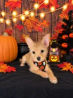 Chorkie girl 01, a female Chihuahua and Yorkshire Terrier for sale in Moreno Valley, CA – 1 of 4