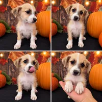 Adorable Low-Shedding Schnoodle Boy – Mini Schnauzer × Poodle!, a male Miniature Schnauzer and Poodle - Toy  for sale in Moreno Valley, CA – 1 of 1