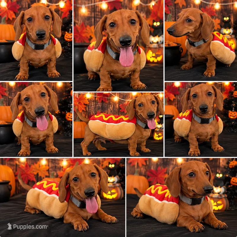 Beautiful Red Mini Dachshund – Fully Vaccinated – Miniature Dachshund puppy for sale in Moreno Valley, CA