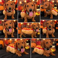 Beautiful Red Mini Dachshund – Fully Vaccinated, a male Miniature Dachshund for sale in Moreno Valley, CA – 1 of 1