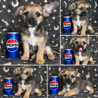 Sweet Chorki boy , a male Chorkie for sale in Moreno Valley, CA – 2 of 2