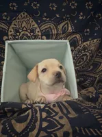     Short & Sweet Frenchie Dachshund Girl, a female French Bulldog and Miniature Dachshund for sale in Moreno Valley, CA – 4 of 5