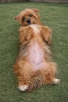 Sweet Yorky girl potty train, a female Yorkshire Terrier for sale in Moreno Valley, CA – Photo 4 of 5