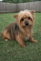 Sweet Yorky girl potty train, a female Yorkshire Terrier for sale in Moreno Valley, CA – Photo 5 of 5