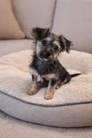 Sweet Yorky girl potty train, a female Yorkshire Terrier for sale in Moreno Valley, CA – Photo 2 of 5