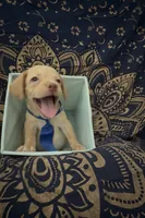     One-of-a-Kind Frenchie Weenie Puppy Boy, a male French Bulldog and Miniature Dachshund for sale in Moreno Valley, CA – 3 of 9