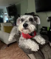 SMALL SCHNOODLE CHARLIE – UNDER 15 LBS EST.!, a male Schnoodle and Poodle - Toy  for sale in Moreno Valley, CA – 2 of 3