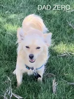 Pomchi boy 3 , a male Chihuahua and Pomeranian for sale in Moreno Valley, CA – 4 of 5