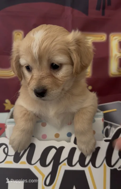 Mini golden retriever girl 02 – Golden Retriever, Pomeranian puppy for sale in Moreno Valley, CA