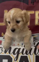 Mini golden retriever girl 02, a female Golden Retriever and Pomeranian for sale in Moreno Valley, CA – 1 of 4