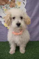 Daisy 02, a female Maltese and Poodle - Toy  for sale in Moreno Valley, CA – Photo 2 of 4