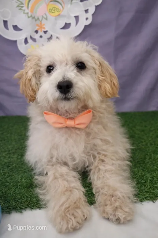 Daisy 02 – Maltese, Poodle - Toy  puppy for sale in Moreno Valley, CA