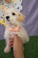 Daisy 02, a female Maltese and Poodle - Toy  for sale in Moreno Valley, CA – Photo 4 of 4