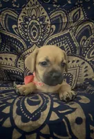     Frenchie Doxie Cutie Girl , a female French Bulldog and Miniature Dachshund for sale in Moreno Valley, CA – 3 of 7