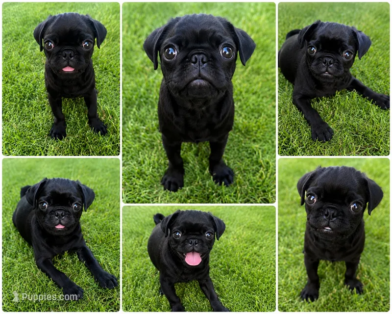 🖤 Adorable Black Male Pug Puppy 🖤 – Pug puppy for sale in Moreno Valley, CA