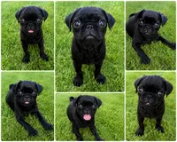 🖤 Adorable Black Male Pug Puppy 🖤, a male Pug for sale in Moreno Valley, CA – 1 of 2