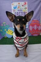 Chica , a female Chihuahua and Miniature Dachshund for sale in Moreno Valley, CA – Photo 1 of 5