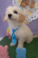 Theo, a male Maltese and Poodle - Toy  for sale in Moreno Valley, CA – Photo 1 of 3
