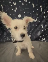 Yorkie chihuahua boy , a male Chihuahua and Yorkshire Terrier for sale in Moreno Valley, CA – 3 of 6