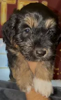 Bassetoddle boy 06 , a male Maltipoo and Basset Hound for sale in Moreno Valley, CA – 6 of 6