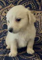 Pomchi boy 2 , a male Chihuahua and Pomeranian for sale in Moreno Valley, CA – 3 of 5