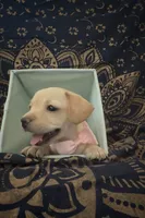     Short & Sweet Frenchie Dachshund Girl, a female French Bulldog and Miniature Dachshund for sale in Moreno Valley, CA – 3 of 5