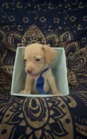     One-of-a-Kind Frenchie Weenie Puppy Boy, a male French Bulldog and Miniature Dachshund for sale in Moreno Valley, CA – 4 of 9